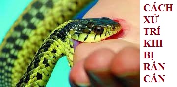Cách xử lý vết thương khi bị rắn cắn